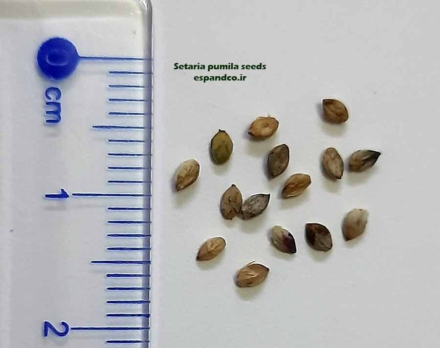Setaria pumila seeds